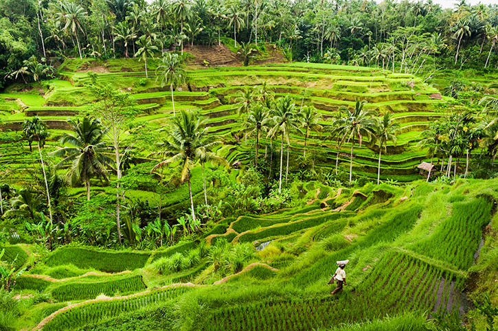 Bali